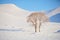Lonely couple tree in snowfiled