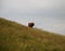 Lonely Cow on Hill - Highland Cattle