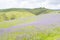 Lonely Cow, Rolling Hills, Fields of Salvation Jane, SA