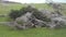 Lonely cow stands in front of the strange wind blown trees. Southest Point of New Zealand, the slope Point.