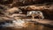 Lonely coyote going to drink water in a deserted canyon with a creek and many rocks.