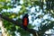 Lonely Crimson Backed Tanager standing over a branch in Boquete Garden Inn lodge, the Highlands, Panama.