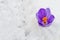 Lonely crocus in the snow