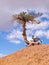 Lonely crooked tree in Bryce Canyon National Park