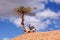 Lonely crooked tree in Bryce Canyon National Park