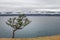 Lonely curved coniferous tree with colored tapes on the coast of Olkhon Island near Lake Baikal on a mountain background.