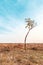 Lonely curved slim tree in plain landscape