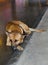 Lonely Cute brown stray dog laying alone on the ground.