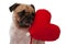 Lonely cute Pug isolated with heart on white background.