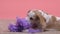 Lonely cute puppy playing with paper flower, dog waiting for owner, pet hotel