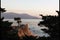 Lonely cypress tree on coastline