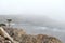 Lonely cypress tree in the fog in the Point Lobos park, Pacific