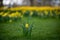 Lonely daffodil flower in front of the field full of daffodils