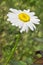 Lonely daisies with rain drops