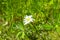 Lonely daisy flower on a background of green vegetation.