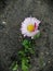 A lonely Daisy in March in search of warmth