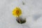 Lonely dandelion appearing from snow