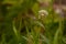 Lonely dandelion in the grass