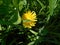 Lonely dandelion in high green grass