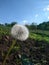 Lonely dandelion in our garden