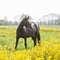 Lonely dark brown horse grazing in green meadow with yellow flowers in spring