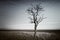 Lonely dead tree.