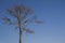 Lonely dead tree in blue sky