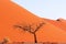 Lonely dead tree in the Namib desert