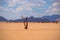 Lonely dead tree in the Namib desert