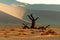 Lonely dead tree in the Namib desert