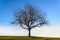 Lonely dead tree with sky