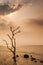 A lonely dead tree stand by the sea, dramatic storm dark cloudy sky over sea. Abandoned dead tree in storm sea. Boiling, climate