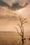 A lonely dead tree stand by the sea, dramatic storm dark cloudy sky over sea. Abandoned dead tree in storm sea. Boiling, climate