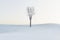 Lonely dead tree in the winter season. 3d illustration