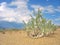 Lonely desert plant