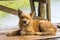 Lonely dog at bamboo Raft in Pang- Oung Lake park ,Mae Hong Son