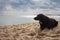 Lonely dog on the beach. Seascape with dramatic sky and sitting dog. Pet concept. Domestic animals concept. Cute puppy on coast.
