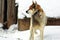 Lonely dog in a collar on a chain in the winter frost. Pets in captivity