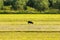 Lonely dog out in a farm. A bucolic scenery