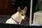 Lonely dog sits behind a fence in a private hous