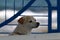 Lonely dog sits behind a fence in a private hous