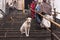 Lonely dog sits on the stairs of ancient hindu Temple