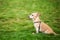 Lonely dog sitting in public park waiting for his owners to come back. Homeless mongrel. chihuahua dog on a walk in park autumn da