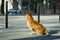 A lonely dog is waiting for his master. Street dog. Red-haired thoroughbred dog. Abandoned pet.