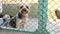 A lonely dog of the Yorkshire Terrier breed sits behind an iron net