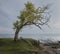 A lonely dog â€‹â€‹under a tree by the sea is waiting for its master