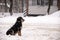Lonely doggy dog sits on the street during heavy snowfall and waits for her master