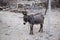 Lonely donkey in an anatolian village