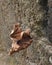 Lonely dried dead Leaf plant