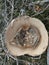 The Lonely dried pumpkin